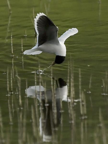Pikkulokki, Little Gull, Hydrocoloeus minutus